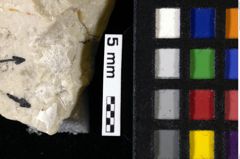 Foto (Detailansicht) von Gastrosacus tuberosiformis (Lorenthey, 1929) (NHMW-GEO-1990-0041-0117)